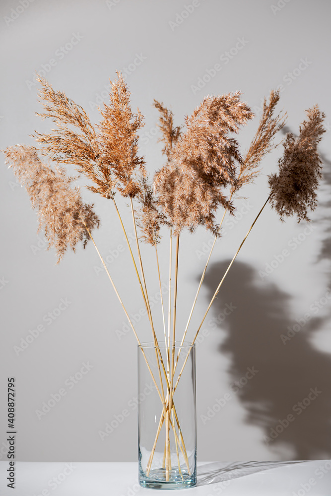 Beige dry reeds in glass transparent vase on white table with shadow on light gray wall. Trendy pampas grass in modern interior design. Fluffy reed panicles.