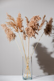 Beige dry reeds in glass transparent vase on white table with shadow on light gray wall. Trendy pampas grass in modern interior design. Fluffy reed panicles.