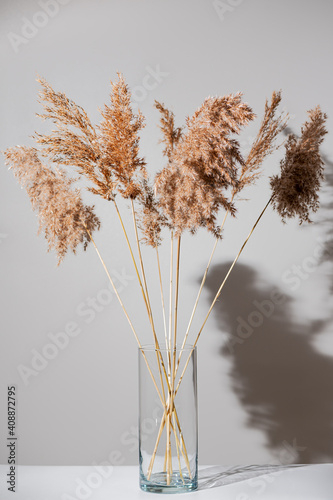 Obraz na płótnie Beige dry reeds in glass transparent vase on white table with shadow on light gray wall. Trendy pampas grass in modern interior design. Fluffy reed panicles. w salonie