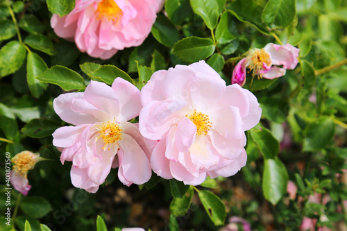 Pink rose bush blooming on rose field