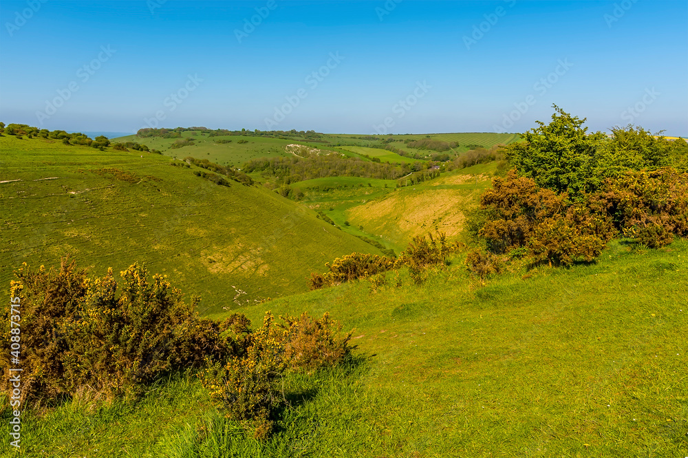 A view through gorse bushes towards the longest dry valley in the UK on the South Downs near Brighton in springtime