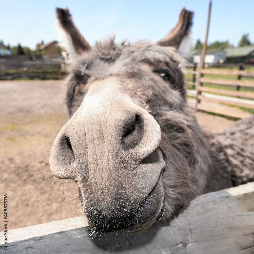 Cute grey donkey snout on the farm behind wooden fence. Sad shy gray donkey on a farm. Mule and wooden fence on farm Cute grey donkey snout on the farm behind wooden fence. Sad shy gray donkey on a farm. Mule and wooden fence on farm