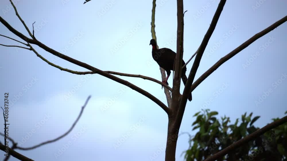 Crested Guan, Penelope purpurascens sits on a tree and flies away Costa Rica Crested Guan, Penelope purpurascens sits on a tree and flies away Costa Rica