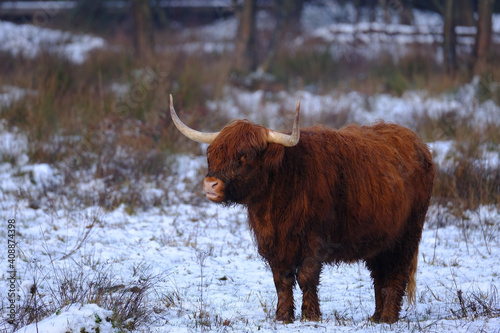 Hairy Scottish highlander cow in a natural winter landscape. Highland cow in snow