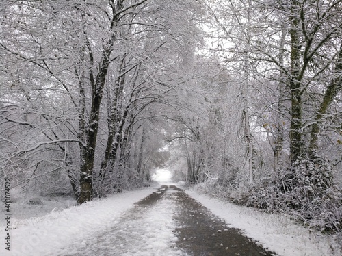 Nevada en bosque autóctono gallego