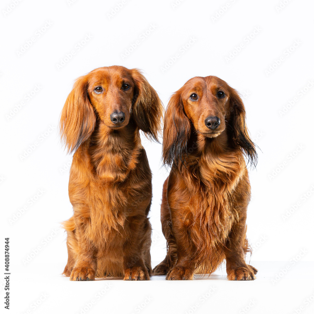 Two Dachshund dogs sitting on a white background isolated looking at the camera
