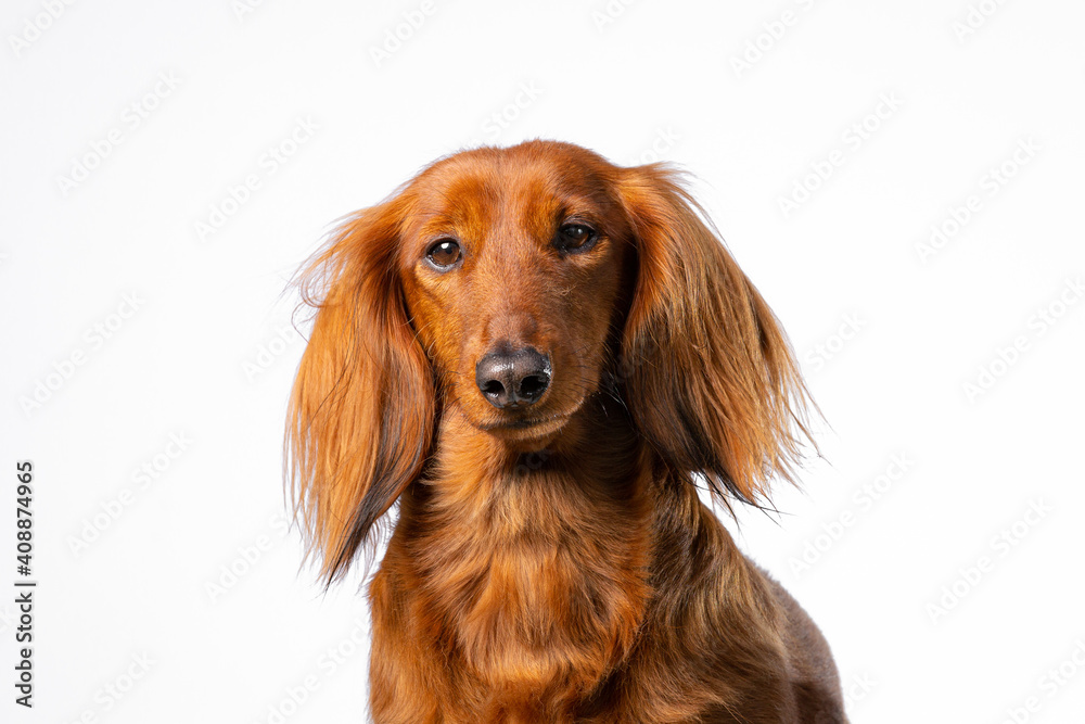 Close up of a Dachshund dog head isolated on a white background.