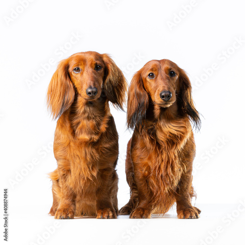 Two Dachshund dogs sitting on a white background isolated looking at the camera
