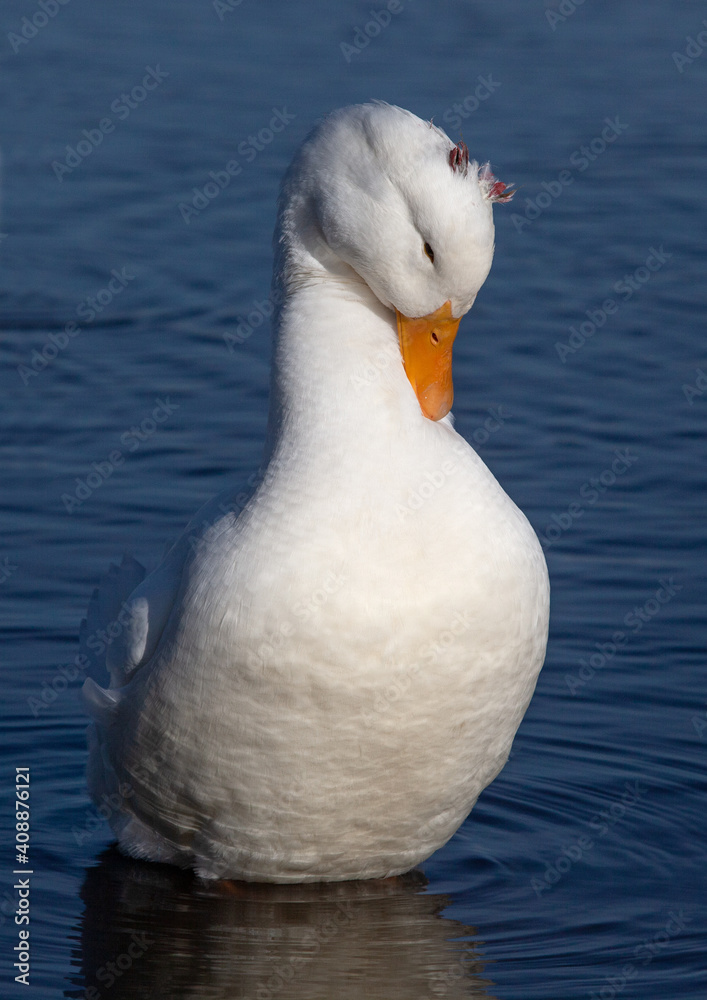 Domestic geese swim on the lake and clean their feathers. Domestic geese swim on the lake and clean their feathers.