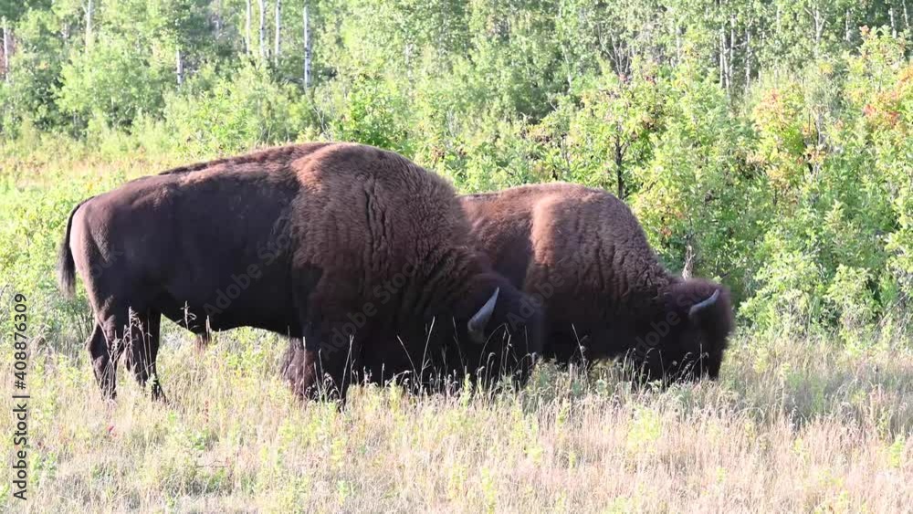 Bison in the Canadian wilderness Bison in the Canadian wilderness