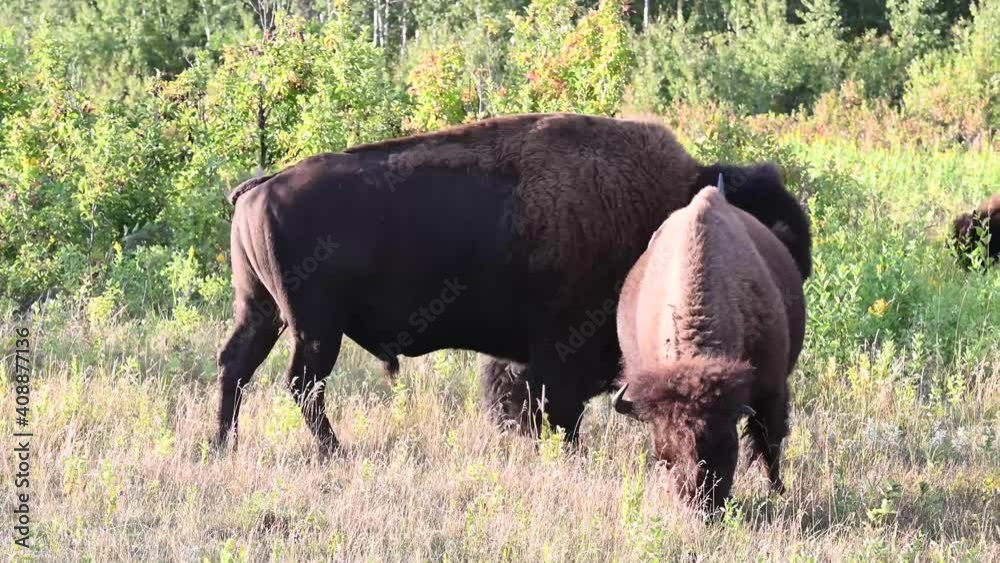 Bison in the Canadian wilderness Bison in the Canadian wilderness