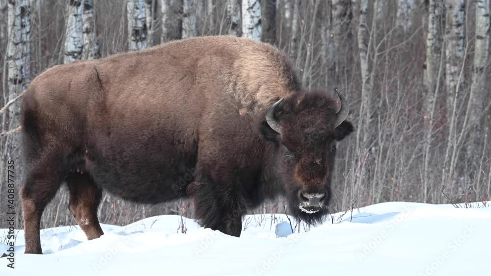 Bison in the Canadian wilderness Bison in the Canadian wilderness