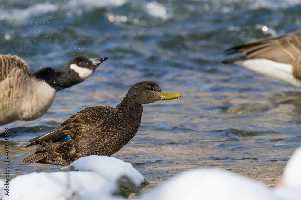 American Black Duck shaking the water droplets off after bathing in a shallow river. American Black Duck shaking the water droplets off after bathing in a shallow river.