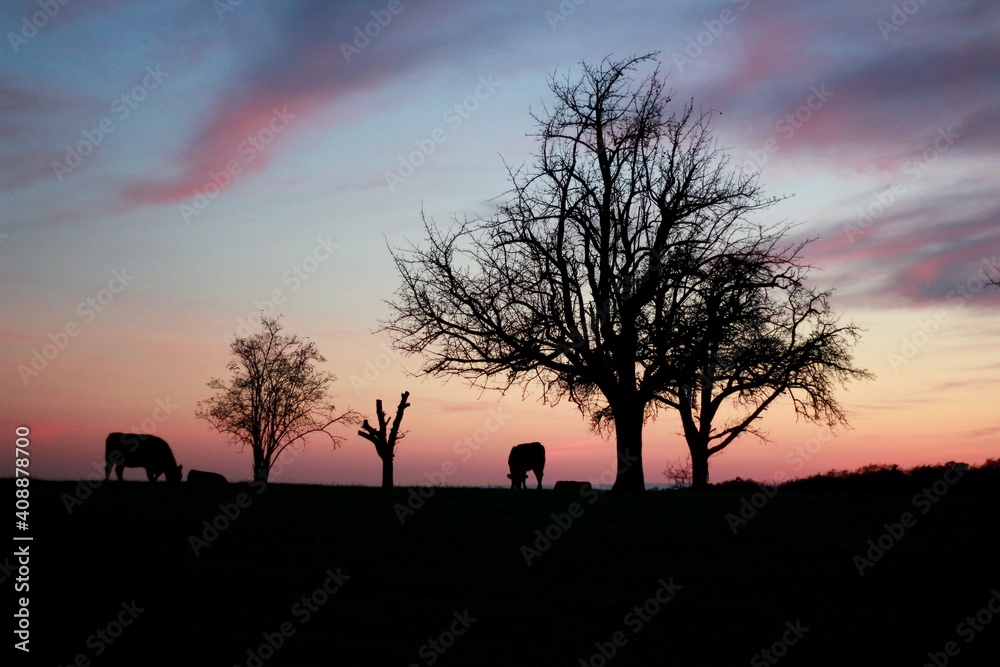 Silhouettes of cows and trees at sunset.