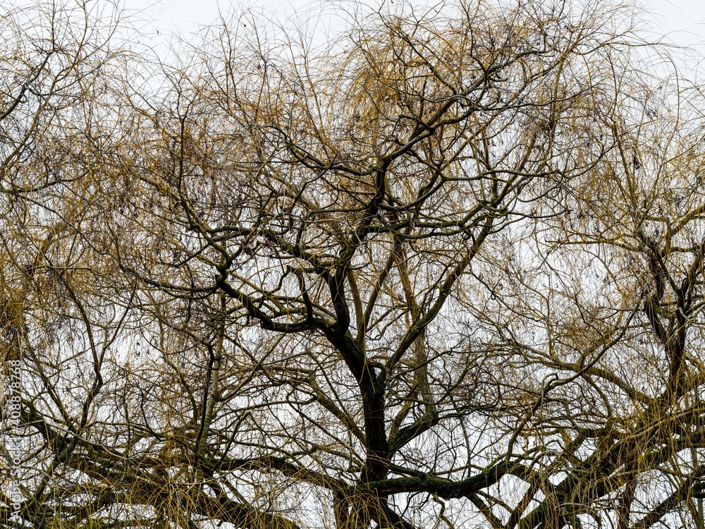 Winter sketch: tree with densely intertwined branches Winter sketch: tree with densely intertwined branches