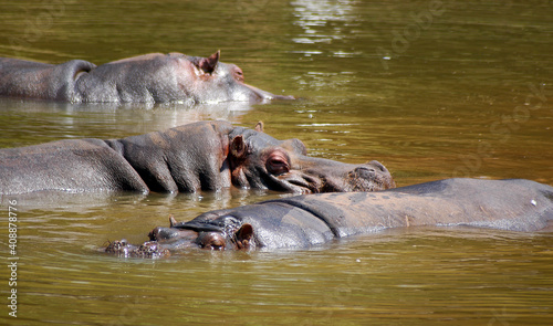 A few Amphibian Hippos in the water