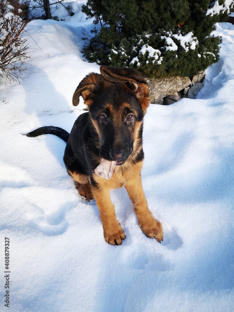 dog in winter