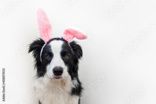 Happy Easter concept. Funny portrait of cute smiling puppy dog border collie wearing easter bunny ears isolated on white background