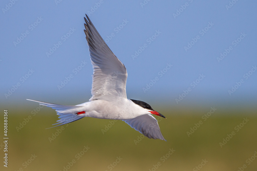 Fototapeta premium Flußseeschwalbe (Sterna hirundo)