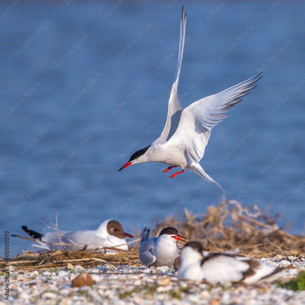 Obraz premium Flußseeschwalbe (Sterna hirundo)