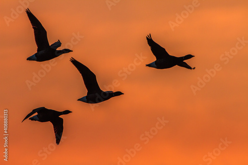 Vögel bei Sonnenaufgang im Gegenlicht © Rolf Müller