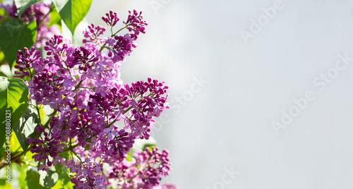 Spring blooming flowers of lilac on lilac bushes. Natural background with copy space, place for text. Long web banner outside