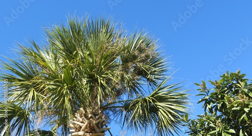Beautiful palm trees against blue sky in Florida nature