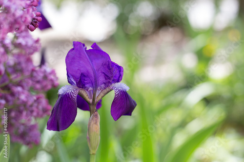 Spring iris flower plant in nature. Purple beautiful flower bloom outside with copy space. Botany natural background.