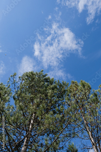Pine trees and the blue sky