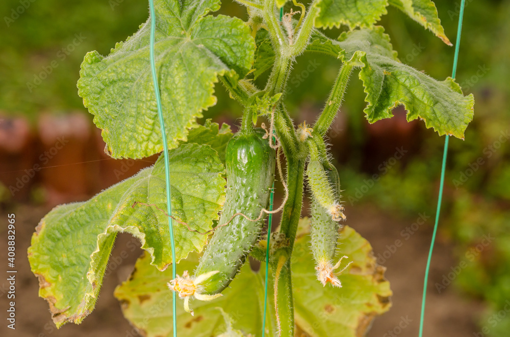 Cucumber grows on the plant. Gardening. Cucumber grows on the plant. Gardening.