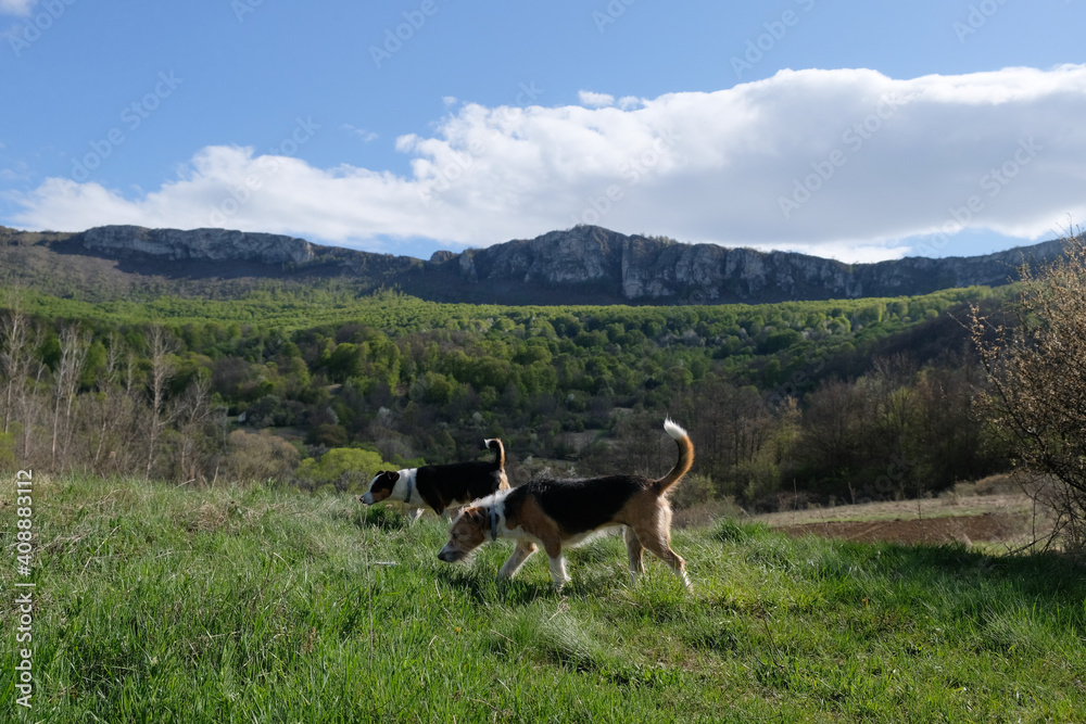 Two terrier dogs in the mountains Two terrier dogs in the mountains