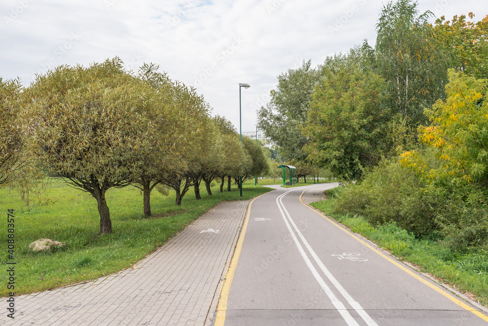 Fototapeta premium Afalted road in the forest. Cycling track.