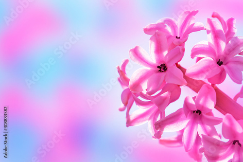 Spring pink flowers. Geocynts flowers