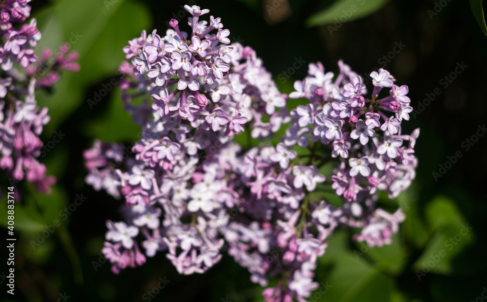Blooming pink lilac bush, spring concept. Fragrant flowers
