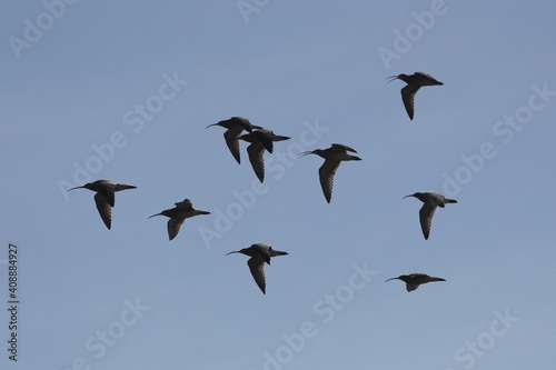 Calling Curlews in flight © BagginsTim