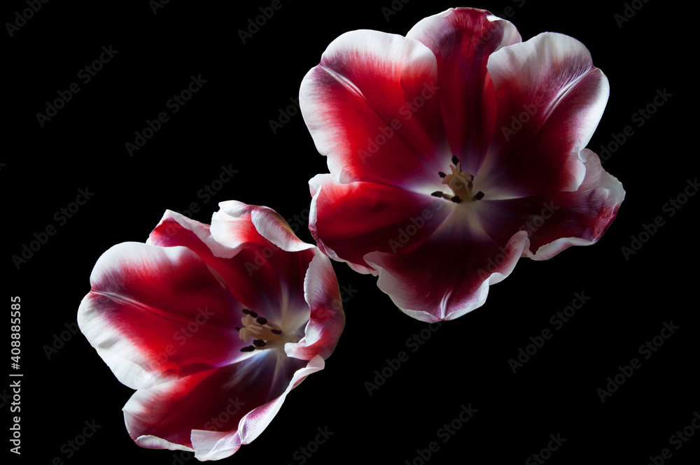 Two open red tulips isolated on a black background