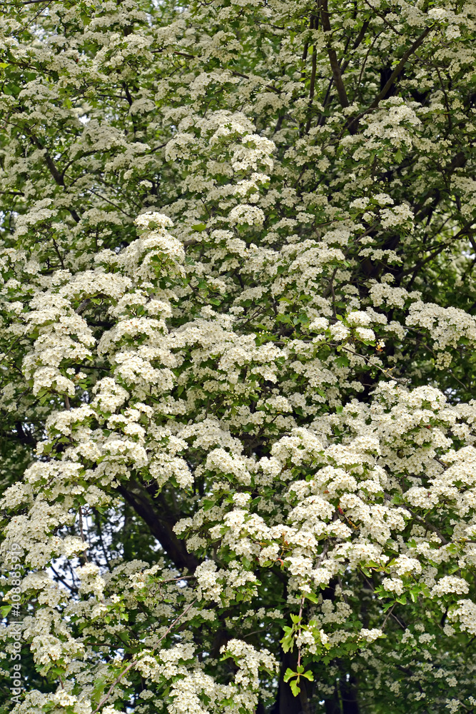 The flowering of hawthorn is monopestic (Crataegus monogyna Jacq.). Spring