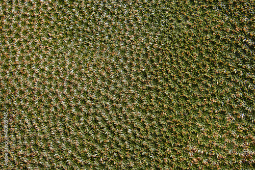 Yareta (Llareta) plants (Azorella compacta ) that grow above 3,000 metres on the Cordillera Huayhuash circuit, Ancash, Peru photo