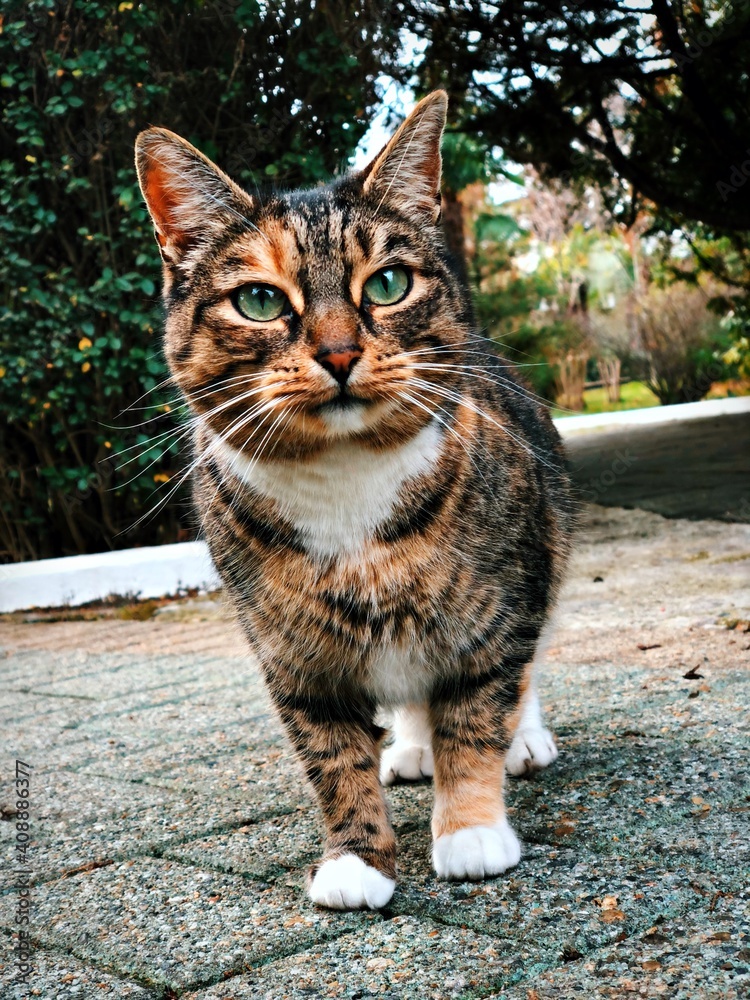 Obraz premium cat in the garden