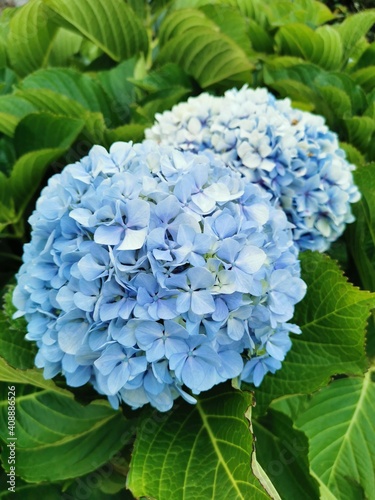 Blossom of a hortensia plant