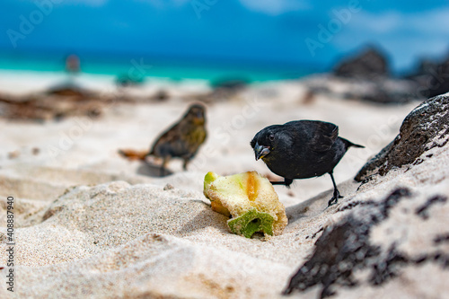 galapagos finch on the beach