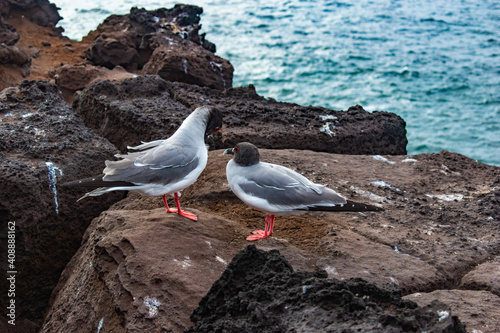 Galapagos birds 3