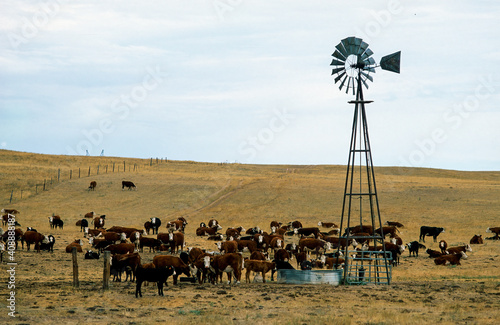 Cow ranch, cattle on pasture, Montana, USA