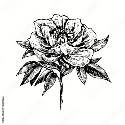 Hand drawn peony flower. Ink black and white drawing. Vector illustration