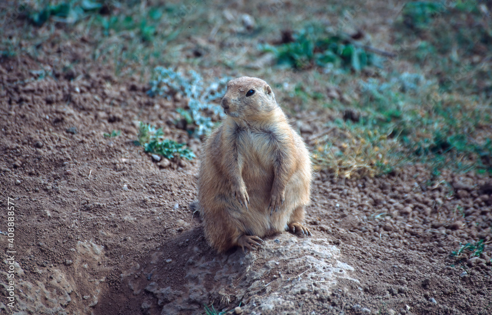 Prairie dogs on the prairie of South Dakota, USA Prairie dogs on the prairie of South Dakota, USA