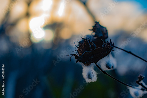 cotton