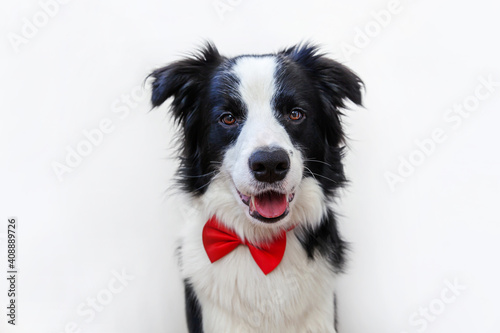Funny studio portrait puppy dog border collie in bow tie as gentleman or groom isolated on white background. New lovely member of family little dog looking at camera. Funny pets animals life concept. © Юлия Завалишина