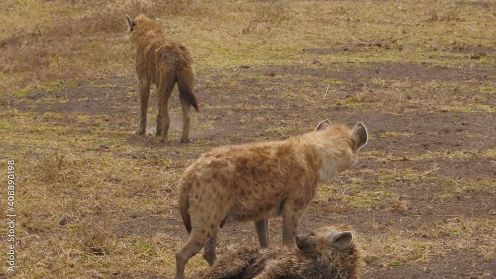 Groupe de hyènes en Tanzanie