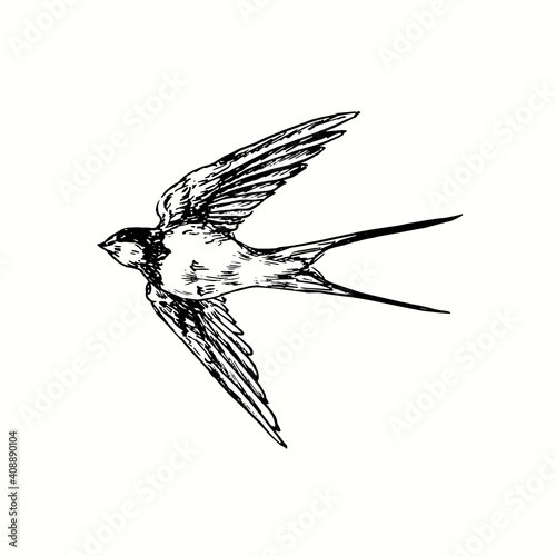 Hand drawn swallow bird flying.. Ink black and white drawing. Vector illustration