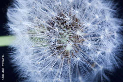  dandelion  or taraxacum